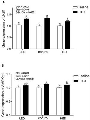 Effects of Dietary Energy Level on Performance, Plasma Parameters, and Central AMPK Levels in Stressed Broilers